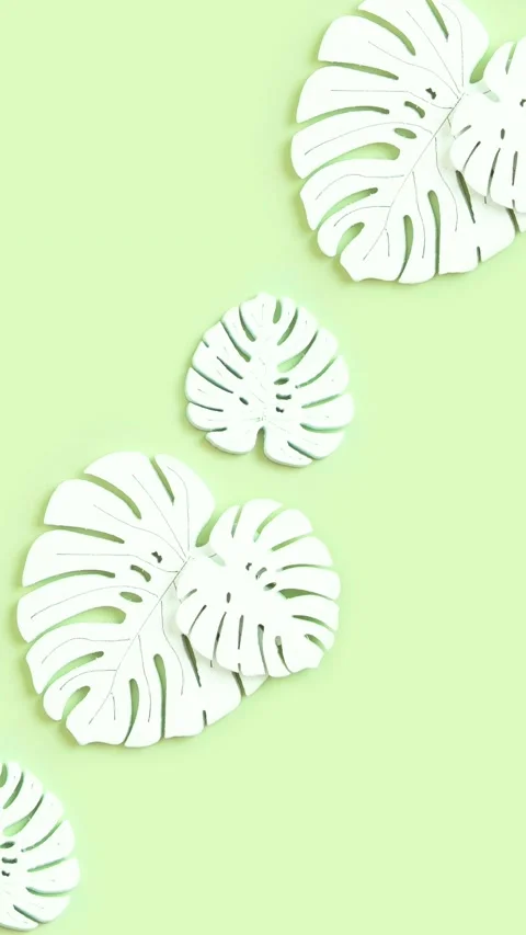 Animated background with stylized monstera leaves on green background Stock Footage 239530535