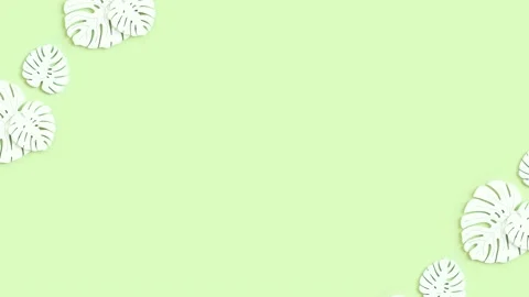 Animated background with stylized monstera leaves on green background Stock Footage 239530560