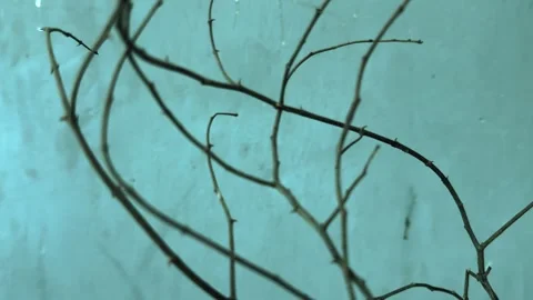 Animated Bare Branches Swaying Gently, Teal Background, Looping Motion Graphics Stock Footage 345505999