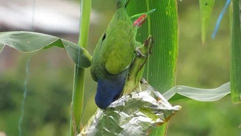 Animated Bird Perched on Tree Branch - Nature Scene Stock Footage 307468046