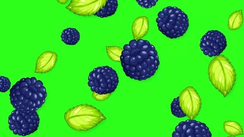 Animated Blackberries and Mint Leaves Falling on Green Screen Background Stock Footage 344835147
