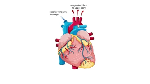 Animated Blood Flow Pathway in Human Hea... | Stock Video | Pond5