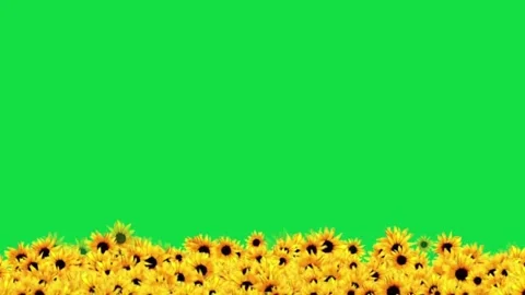 Animated Blooming Sunflower Background Overlay Green Screen Stock-Footage 303382467
