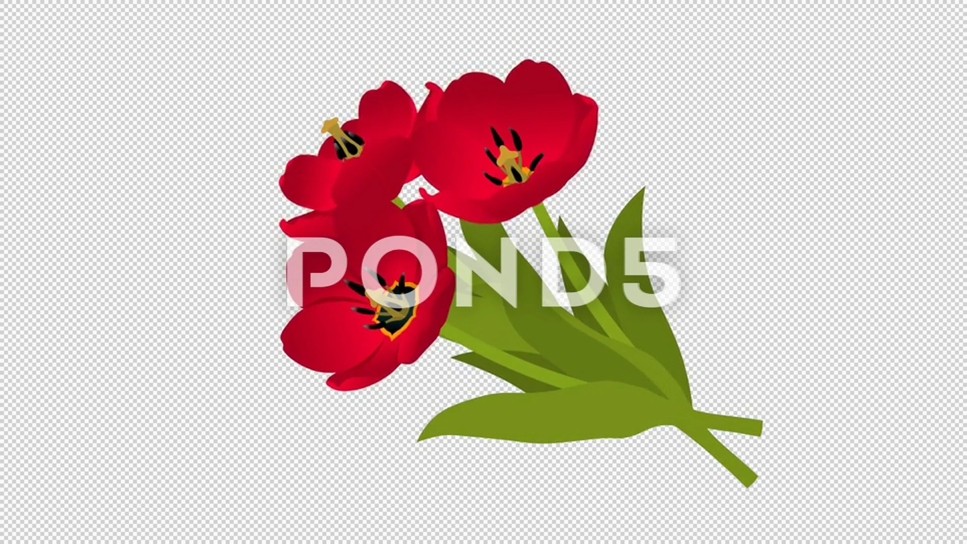 Animated Tulip Stock Video Footage Royalty Free Animated Tulip Videos Pond5