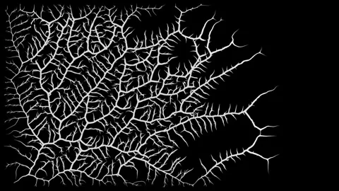 Animated Branching Growth Pattern Stockbeeldmateriaal 337639659