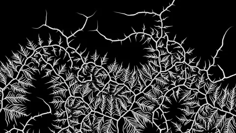 Animated Branching Growth Pattern Vídeo Stock 337639670