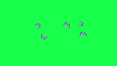 Animated Butterfly on Greenscreen Background, Chroma key, 4k Footage Stock Footage 270370079