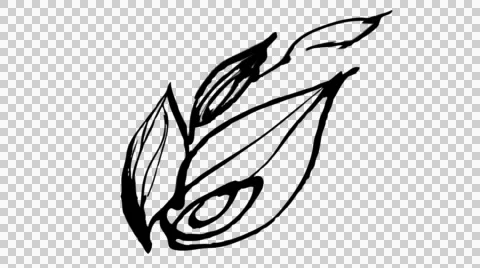 Animated calligraphy ink drawing botany black on alpha Stock Footage 54145683