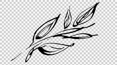 Animated calligraphy ink drawing botany black on alpha Stock Footage 54145686