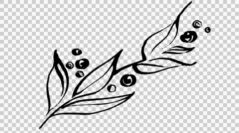 Animated calligraphy ink drawing botany black on alpha Stock Footage 54145792
