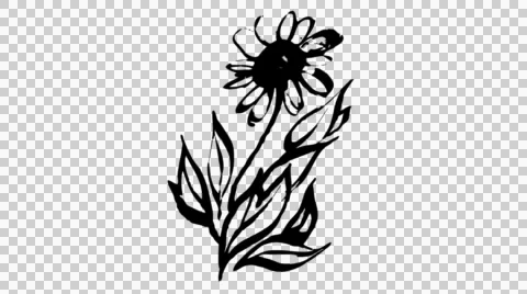 Animated calligraphy ink drawing botany black on alpha Stock Footage 54145886