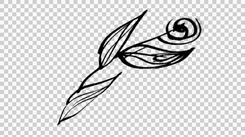 Animated calligraphy ink drawing botany black on alpha Stock Footage 54145929