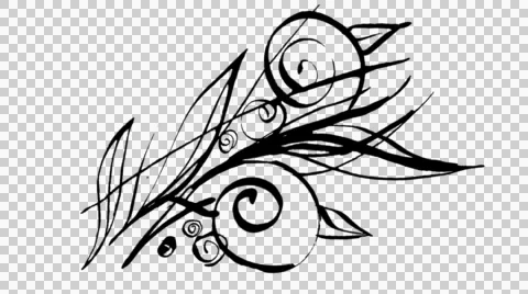 Animated calligraphy ink drawing botany black on alpha Stock Footage 54147097