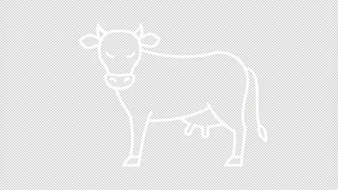 Animated cattle white line icon Stock Footage 325399605