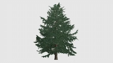 Animated Cedrus Deodara tree wind with Transparent Background. Alpha Channel Stock Footage 320941563