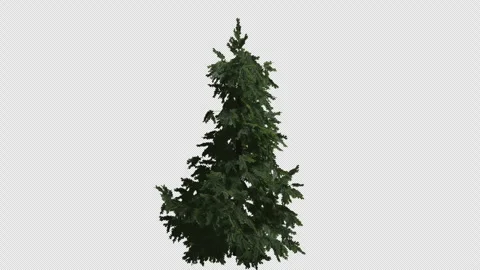 Animated Cedrus tree wind with Transparent Background. Alpha Channel in 4k Stock Footage 320939458