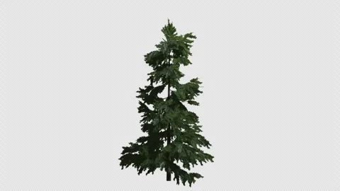 Animated Cedrus tree wind with Transparent Background. Alpha Channel in 4k Stock Footage 320942360