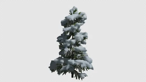 Animated Cedrus tree wind with Transparent Background. Alpha Channel in 4k Stock Footage 320942464