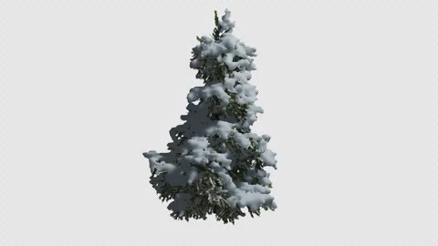 Animated Cedrus tree wind with Transparent Background. Alpha Channel in 4k Stock Footage 320979110