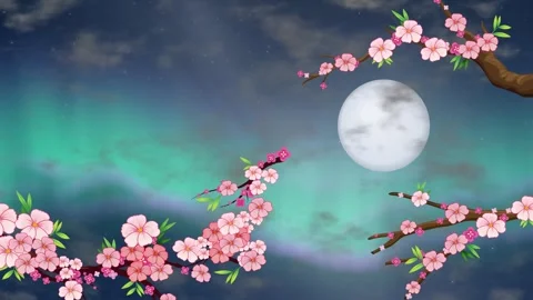 Animated Cherry Blossom Branches Against Aurora Night Sky and Full Moon Stock Footage 345294006