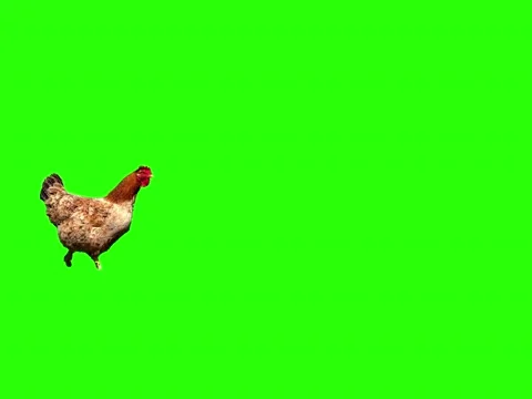 Animated Chicken Stock Footage 236406951