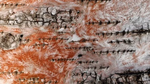 Animated cinemagraph surface of a aspen tree bark Stock Footage 101064857