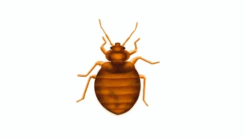 Animated clip of a bed bug on a white ba... | Stock Video | Pond5