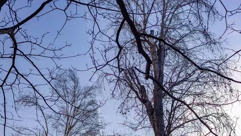 Animated Cloudy Sky Back Lit Tree Silhouette Motion Background VJ Seamless Lo Stock-Footage 104304884