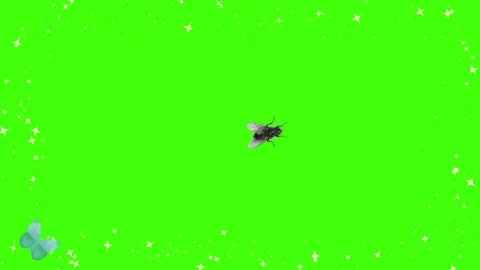 Animated Confetti Border with Flying Insect on a Green Screen Background for Stock Footage 338368314