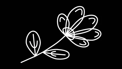 Animated continuous line drawing  white flower on the black background. Stock Footage 237808260