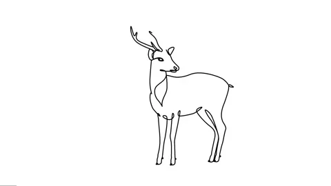 Animated continuous single line drawing of deer. Animals animation Line art. Видео 320070820