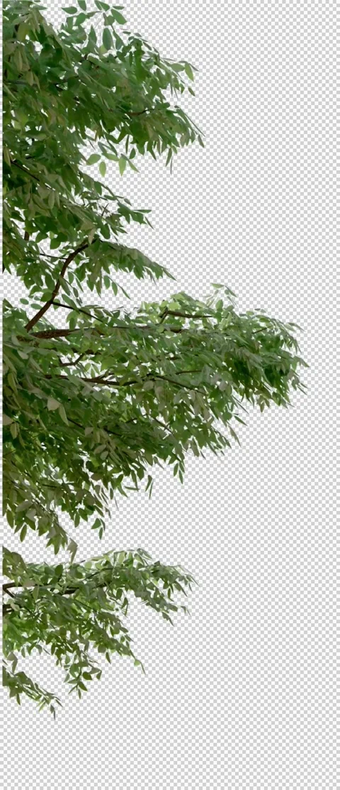 Animated Corner Tree 001 UHD Video stock 140644745