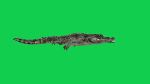 Animated crocodile on green screen ideal for animal animation compositing Stock Footage 309099505