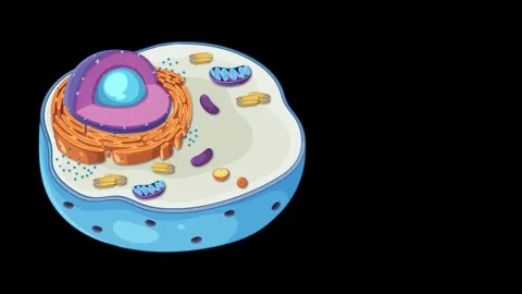 Animated cross-section of animal cell showing nucleus endoplasmic reticulum.. Stock Footage 333468119