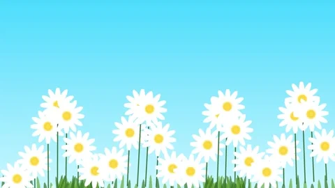Animated daisy flowers field vector background Video stock 345729652
