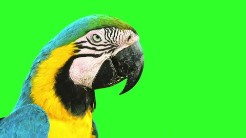 Animated dancing bird Stock Footage 131685332