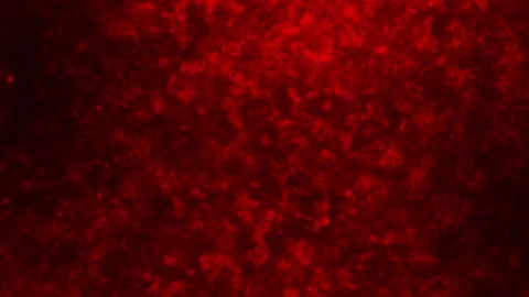 Animated dark red noise background with flying dust particles, glitter particle Stock Footage 302226708