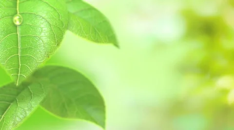 Animated dewdrop drops from top of green leave Stock-Footage 49639820