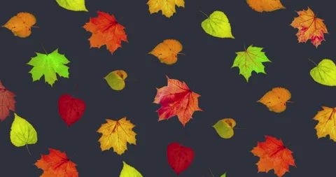 Animated diagonal pattern of rotation of dry autumn leaves with congratulations Stock Footage 203905696