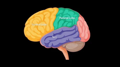 Animated Diagram Highlighting Human Brain Lobes and Structures Stock Footage 312772834