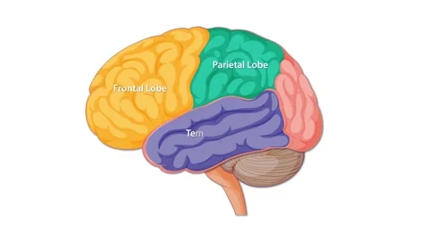 Animated Diagram Highlighting Human Brain Regions and Lobes Stock Footage 313111572