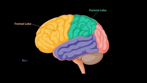 Animated Diagram Highlighting Human Brain Lobes and Structures Stock Footage 313463066