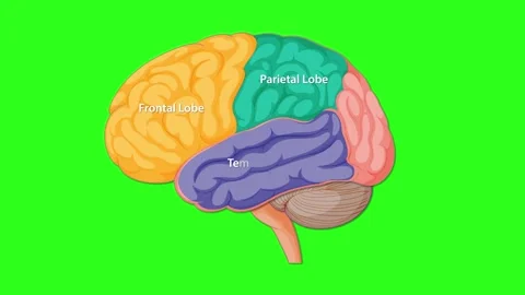 Animated Diagram Highlighting Human Brain Lobes on Green Background Stock Footage 313463187