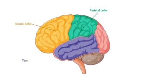 Animated Diagram Highlighting Human Brain Lobes and Regions Stock Footage 313574331