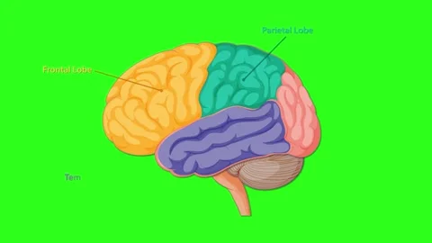 Animated Diagram Highlighting Human Brain Lobes and Structures Stock Footage 313711310