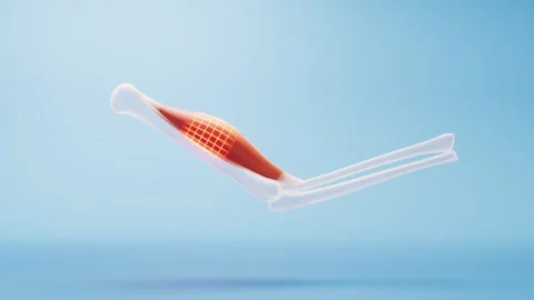 Animated diagram of human arm muscles contracting and bones moving. Stock Footage 332389357