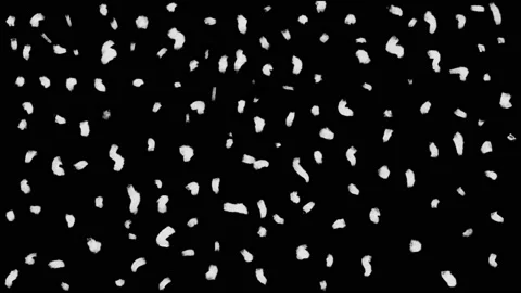 Animated dot texture - black on white Stock Footage 147745444