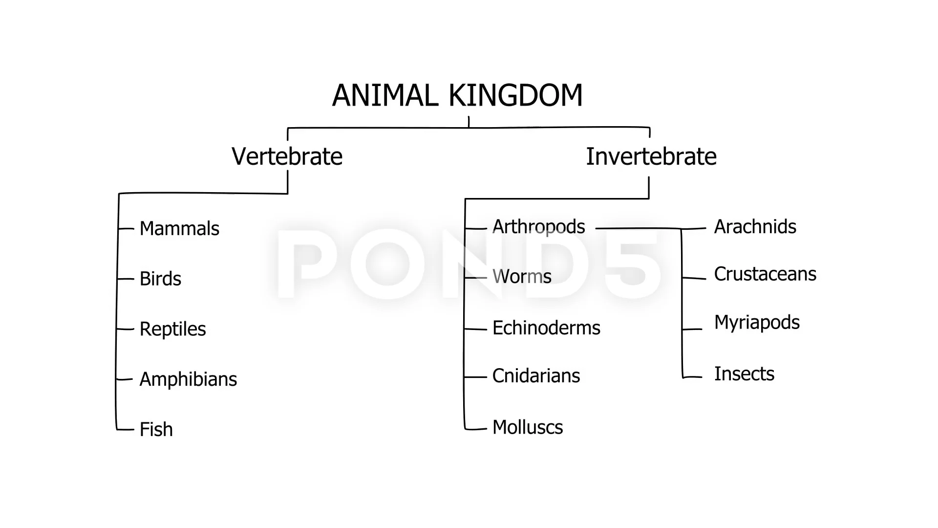 Animal Classification Chart