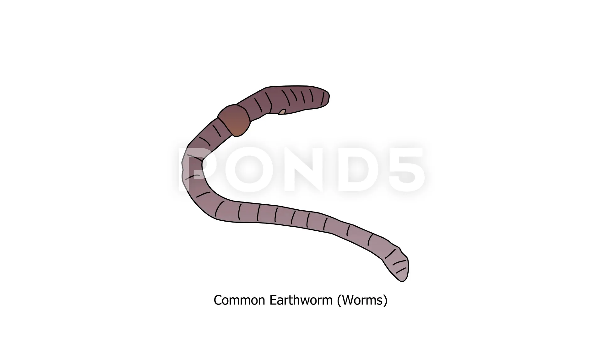 Animated drawing of common earthworm, Stock Video