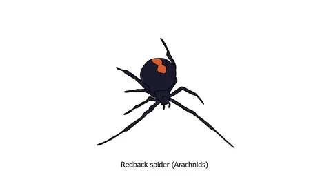 Animated Spider Stock Video Footage 